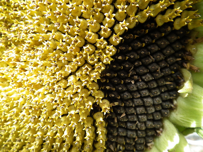 DSCF6558